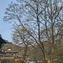 계룡산작은쉼터 민박 | 공주 계룡산 등산코스 천정탐방지원센터~삼불봉~관음봉~동학사 (20260411)