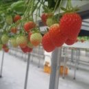 안정농장 이미지