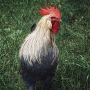 닭오리의 꿈 이미지