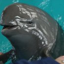 푸치푸치 이미지