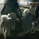 에드펫살롱 이미지