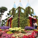 유성 국화축제 이미지