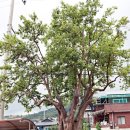 경상북도교육청고령도서관 이미지