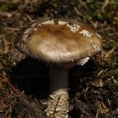 삐삐애견 이미지