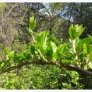 다래김밥 이미지