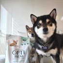 퍼피퍼피 | 강아지가수분해사료 추천, 옵티밀 퍼피 칠면조 솔직 후기