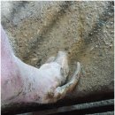 우사랑동물병원 | 한국 양돈 발굽관리(Hoof-care Management)에 대하여
