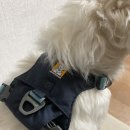 앞섬상회 | 러프웨어 하이앤라이트 하네스 구매 착용 후기