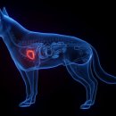 그레이스 고양이 심장&치과병원 이미지