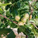 산내면 상황마을 이미지