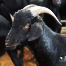 반도흑염소 농장 이미지