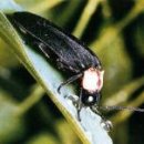 반딧불이 이미지