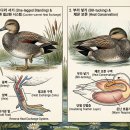 은빛 비치는 돌 | Gadwall (Mareca strepera) 2026
