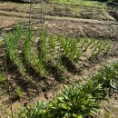 아부지농장 이미지