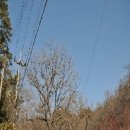 강지선생묘 이미지