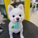 꽃개애견미용 | 예쁘게 새단장 하는 우리 아기 월평동 애견미용 꽃개 후기
