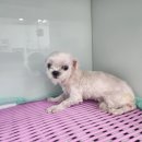 광주TNR동물병원(송정) 네이버블로그