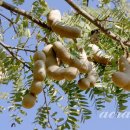 타마린드 이미지