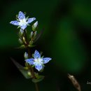 비밀의화원 이미지