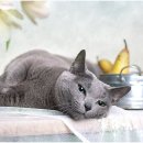 건강하게 동물병원 이미지