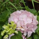 참살이콩이야기 이미지