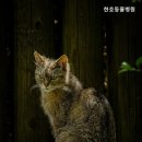 한호동물병원 네이버블로그