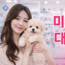 도그플러스 애견미용 이미지