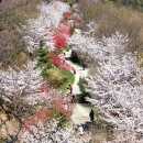 봄바람에 벚꽃 잎 흩날리는 감성 산행지 이미지