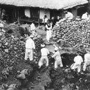1924년 봉황대 발굴 이미지
