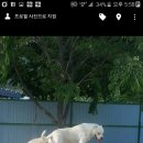 테즈