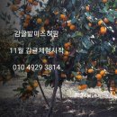 감귤밭 미즈허팜