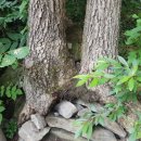 연하엽구름다리 이미지