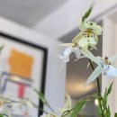 화이트 페어리 이미지