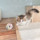 대전고양이분양 루나캣 | 대전고양이분양 루나캣 후기 깨끗한 환경 + 전문 브리딩 + 친절 상담