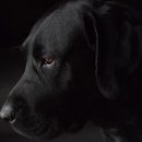 보듬동물병원 이미지