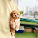 해피애견타운 분당판교점 이미지