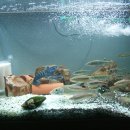 민물나라 이미지