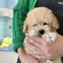 부산강아지분양 디몽 광안리본점 이미지