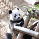 원어민 중국어 이미지