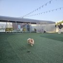 모카애견 이미지