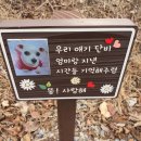 예가애견 이미지