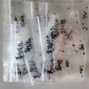 폴리세나 화이트 씨앗나눔 이미지