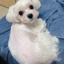 그레이스 그루밍 이미지
