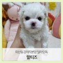 딜라잇독 네이버블로그