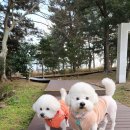 로이즈펫시터 | 제주 강아지 반려동물 호텔링 🐾 로이즈 펫시터 이용 후기