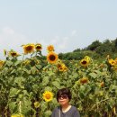 함안강주리 해바라기축제 (16.07.31) 이미지