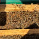 순수농장 이미지