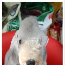 강아지세상 이미지