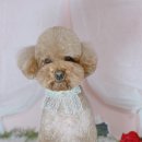 황언니 펫살롱 이미지