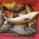 스카이좌대낚시터 이미지